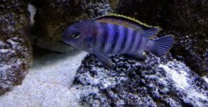 Tropheops sp. 'chilumba' Mphanga Rock